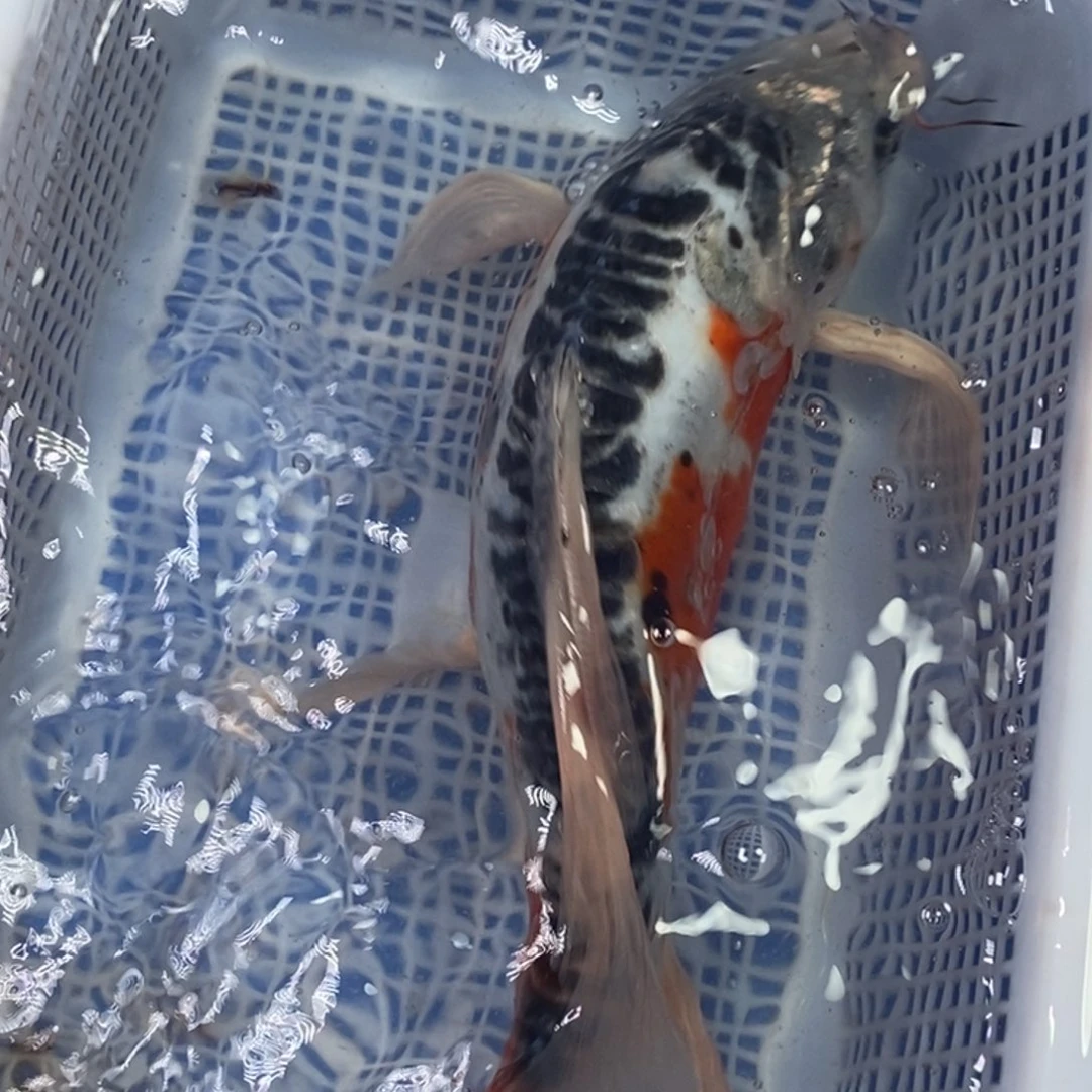 锦鲤冷水锦鲤包邮