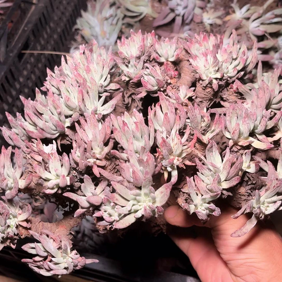 6126白鹭仙女杯多肉