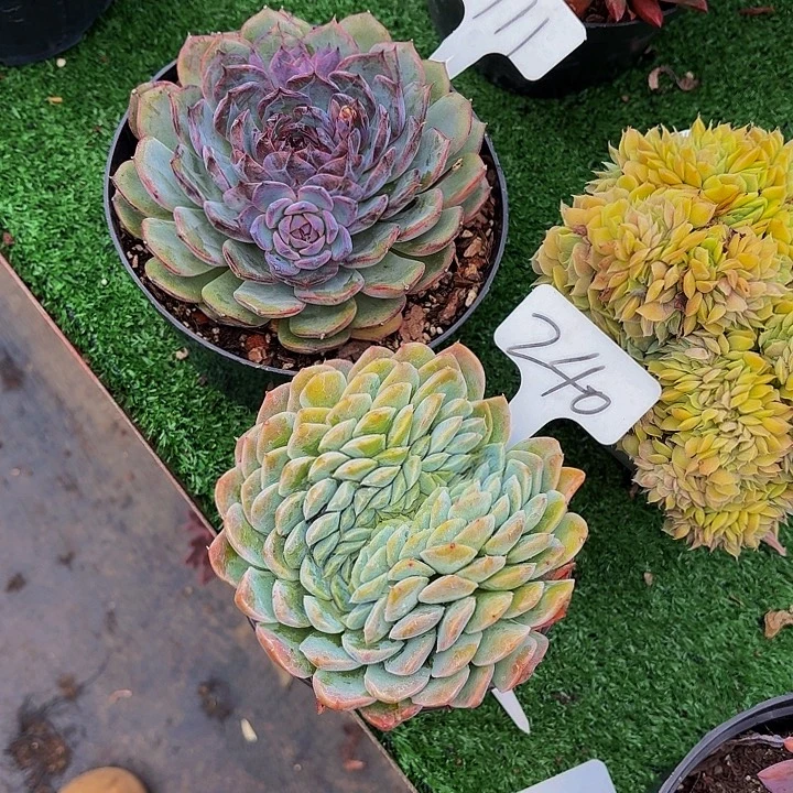 汪***溯丽娟花卉两颗蓝莓缀化