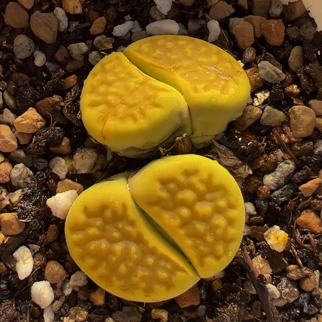 152多肉植物种类多样