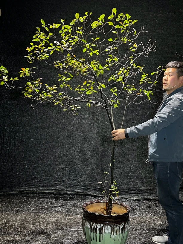 栀子花春花盆景盆栽小茶室造景一物一拍