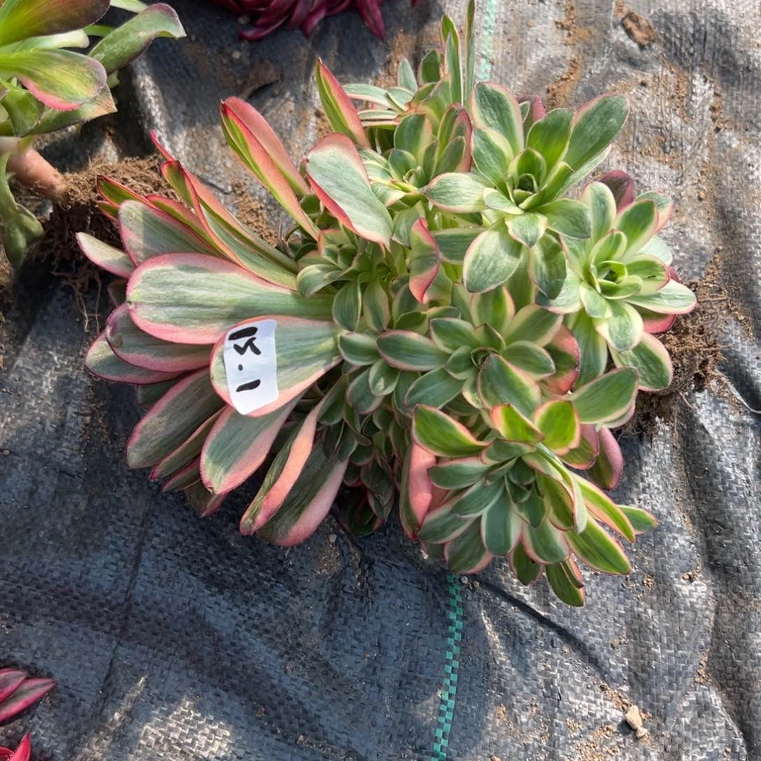 欣***友1魅金玫瑰锦多肉多肉