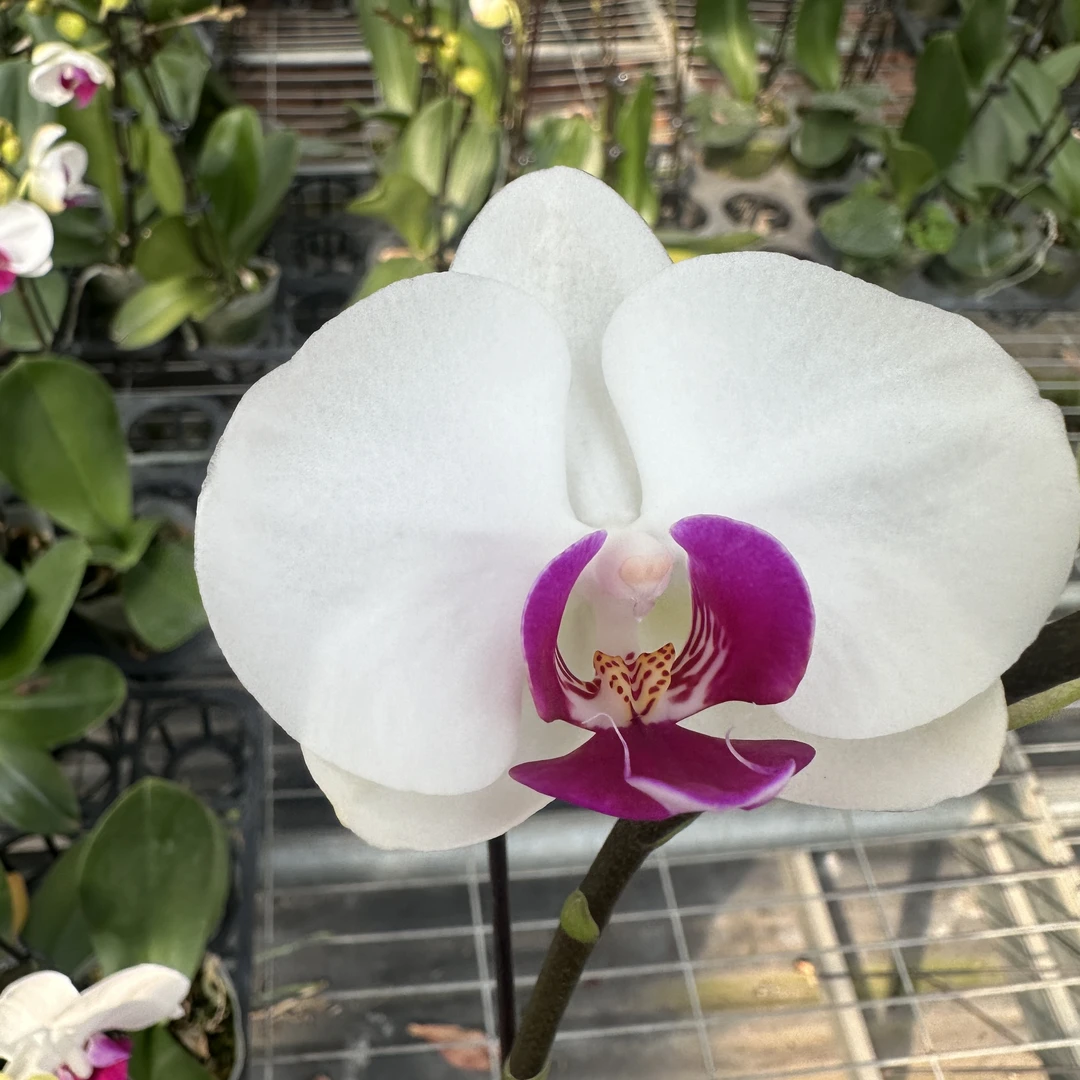 【雪玉3.0寸】蝴蝶兰鲜花盆栽