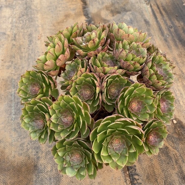 137万拉丝法师断枝不售后