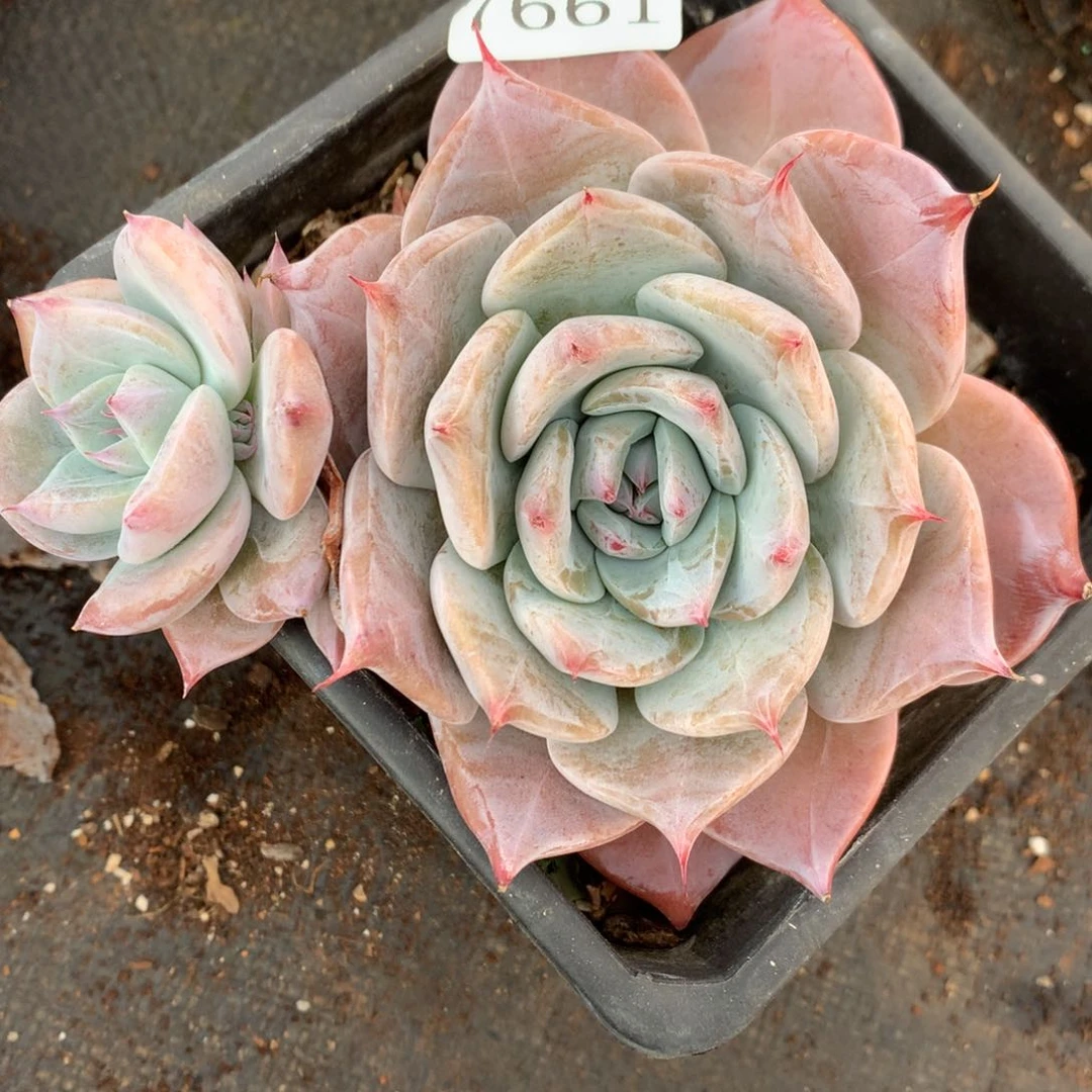 7661杂交多肉老桩