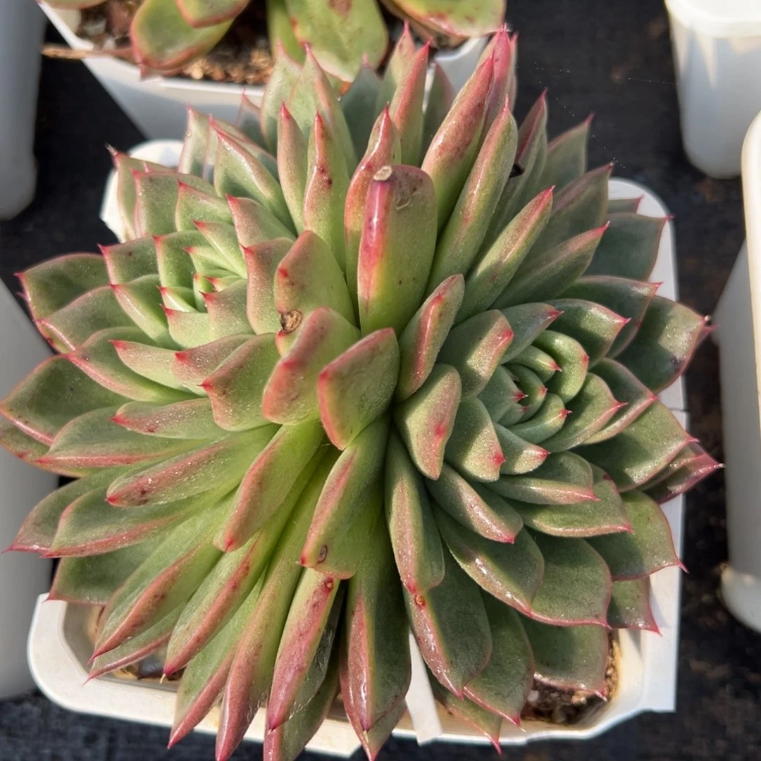 一物一拍（63号）满38包邮偏远满200包邮，不够包邮发叶片