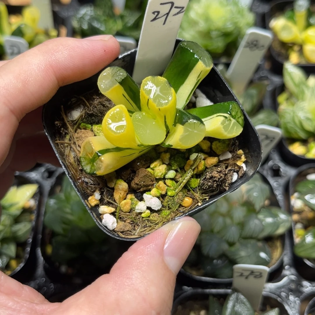 272玉龙万象锦一物一拍