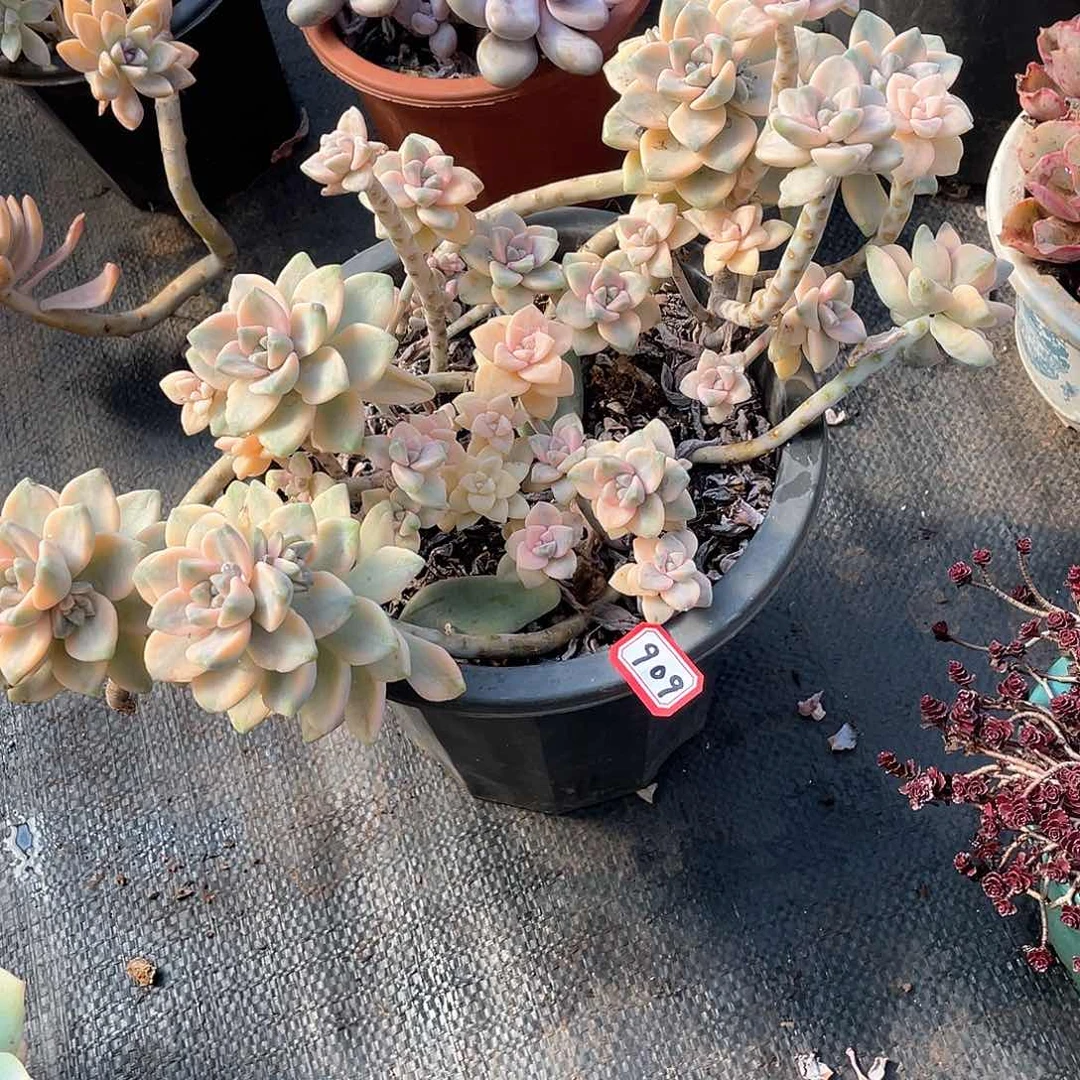 909美杏锦一物一拍多肉