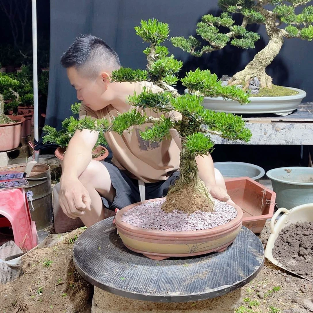 当前无花栽培后可以开花