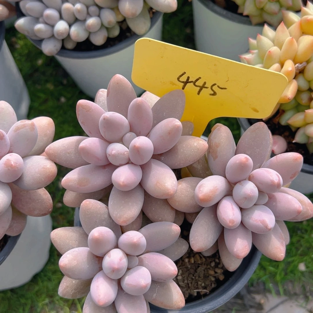 香玉的故事是一个人的