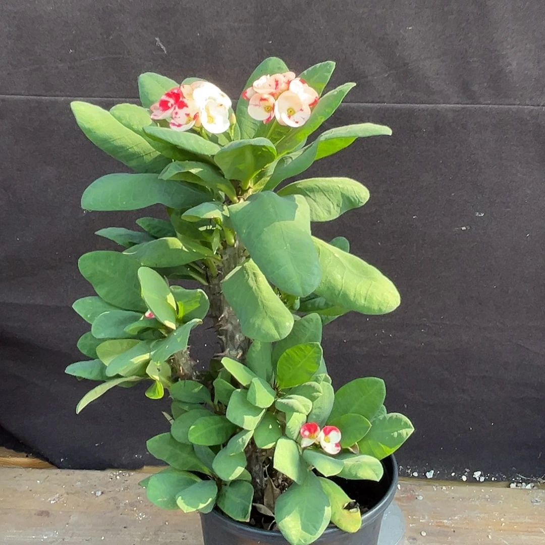 汤圆植物虎刺梅好看