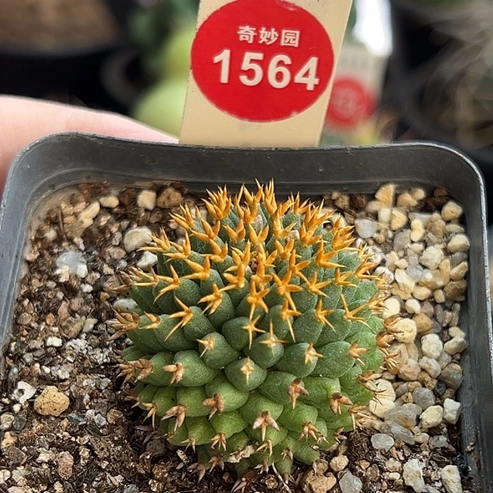 自根短豪刺琴丝3.6cm