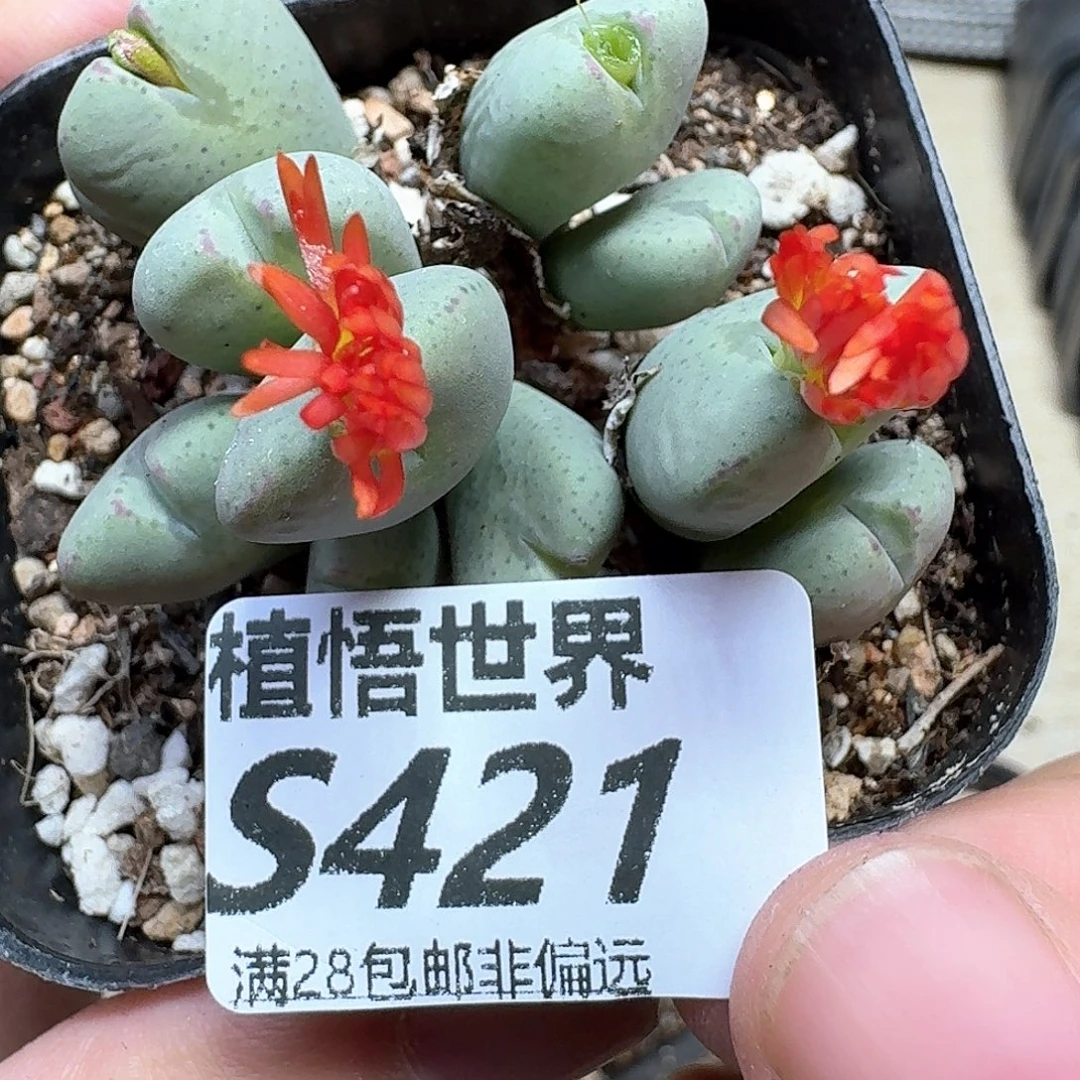 多肉植物的人生fgh