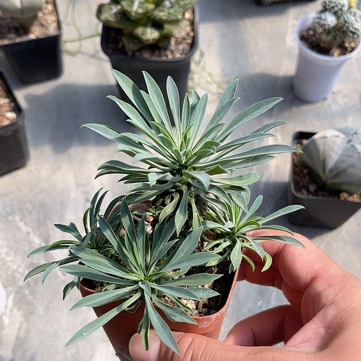 无花朵铁甲麒麟一物一拍