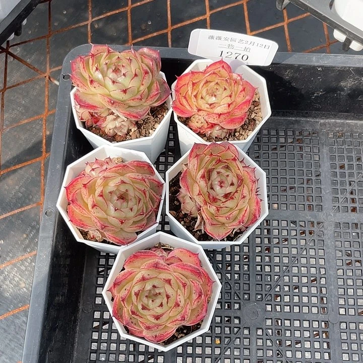 薇薇安园艺多肉1270