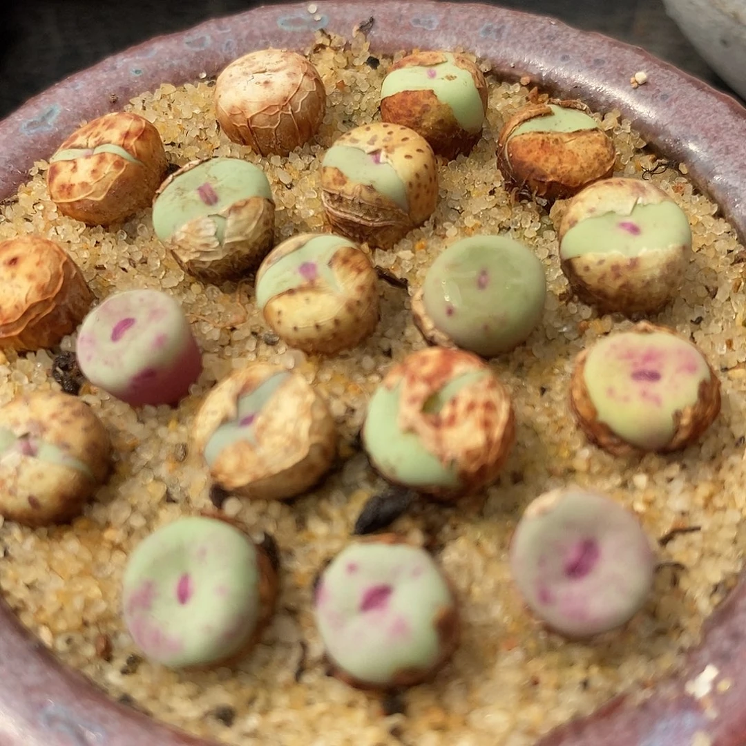 340SE小红嘴1颗。