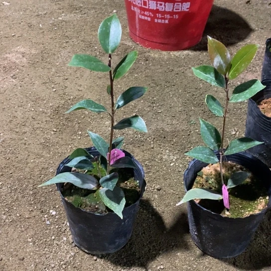 当前无花栽培后可以开花—超墨