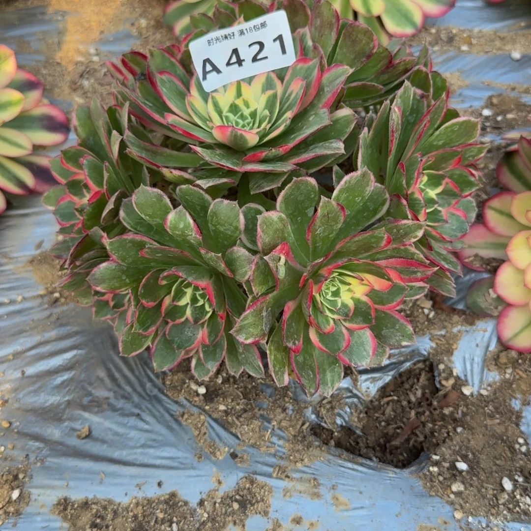 421高贵。多肉植物