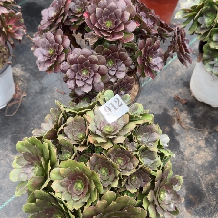 912万圣节➕原叶玫瑰。