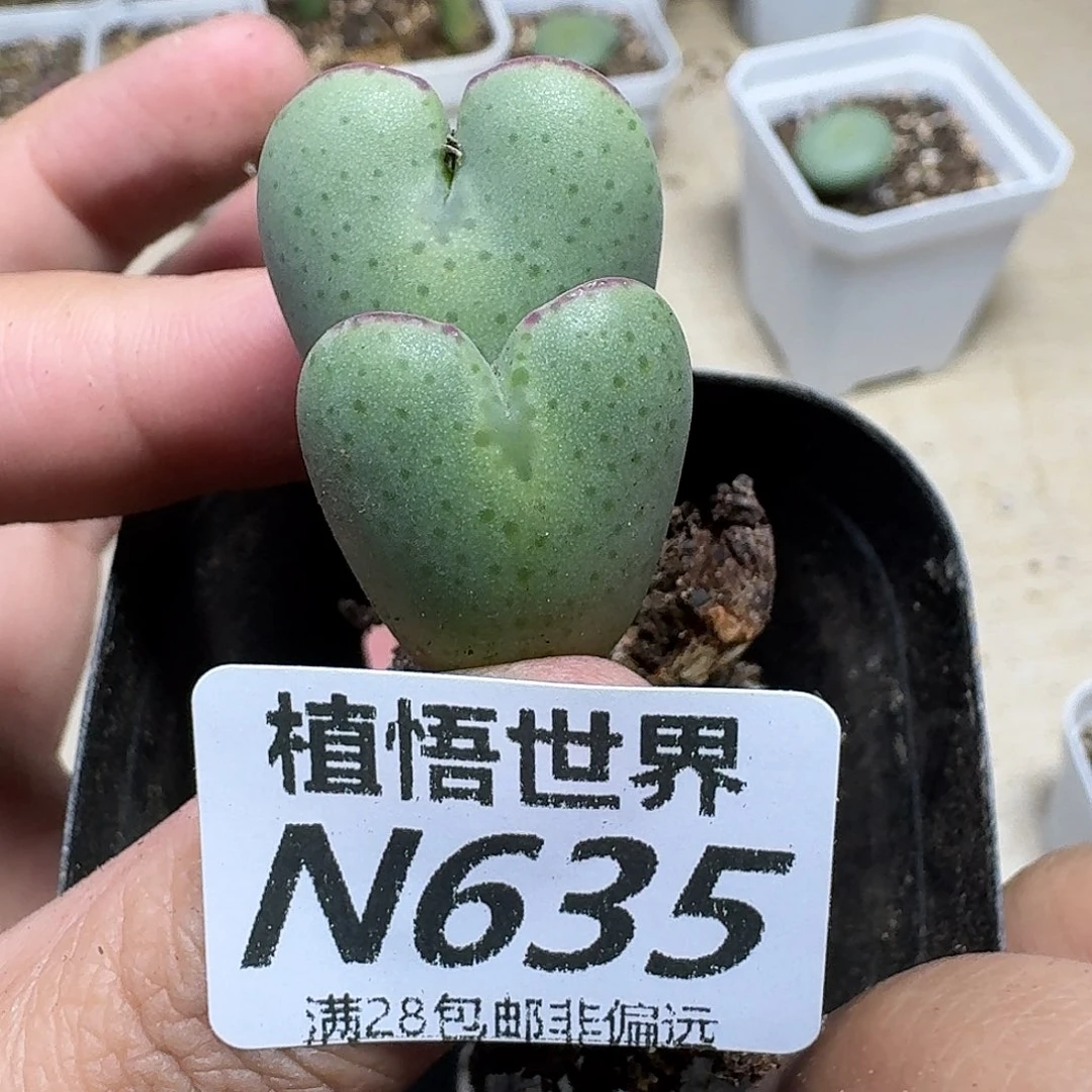 多肉植物的人生历程gbn