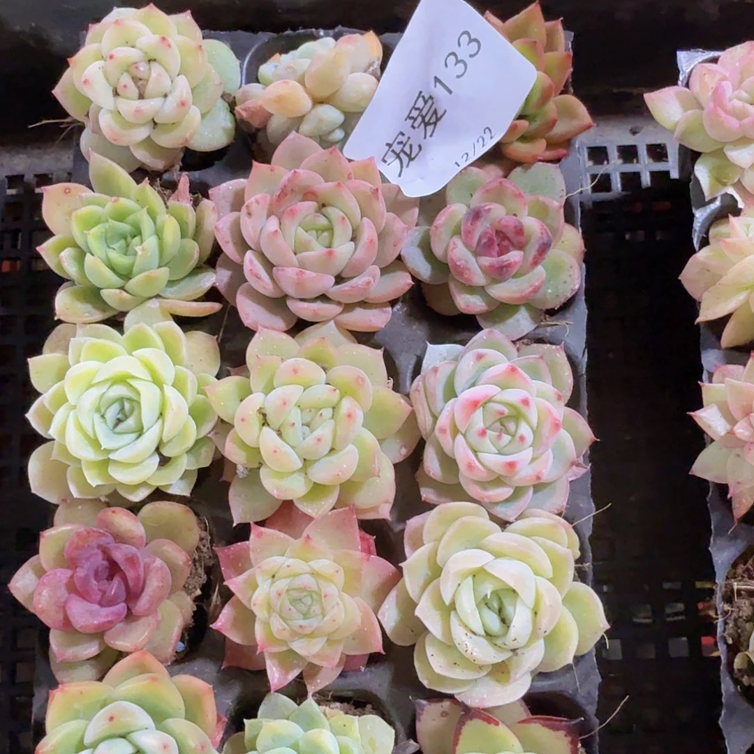 直播福利一物一拍133