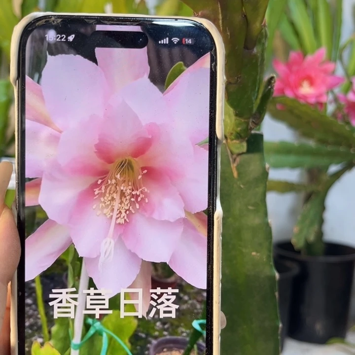 当前无花栽培后可以开花510