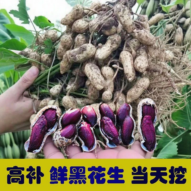 2025年黑花生现挖新鲜黑花生湿花生花生带壳新鲜生吃红皮纯黑农家