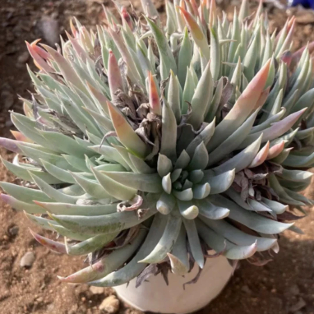 多肉植物爱杜丽丝老桩群生花卉盆栽