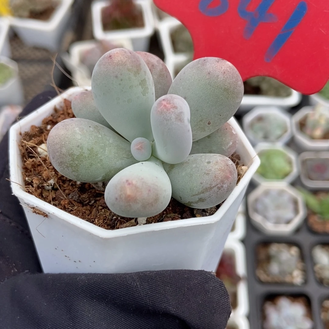 841米可奶多肉植物