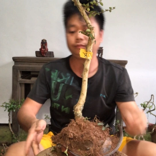 无花朵盆景盆栽植物