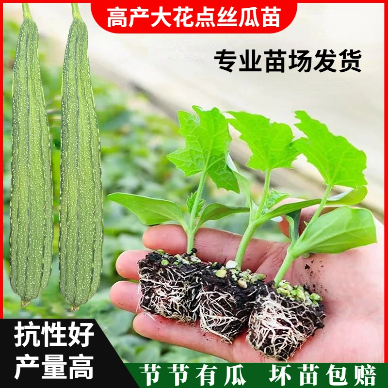 耐病毒高产大花点丝瓜种子种苗耐热丝瓜秧苗节节有瓜35~40CM