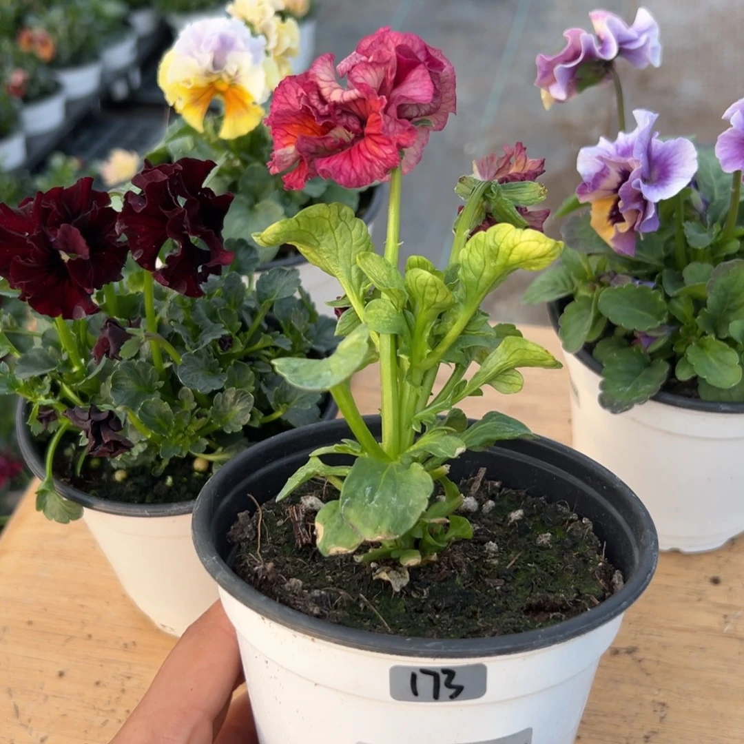 红陶抖音直播闪拍173不售后