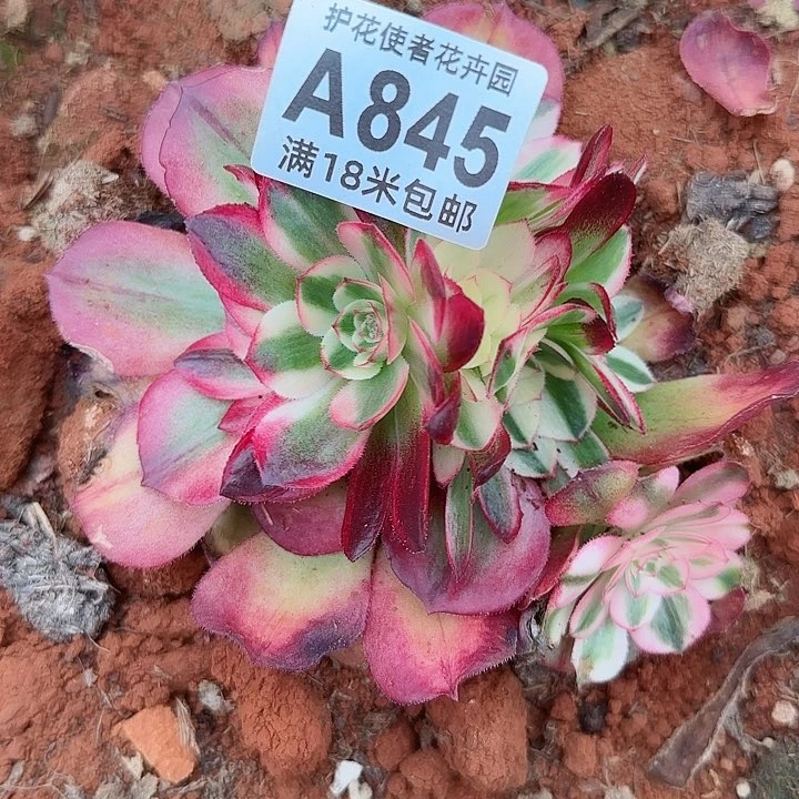 多肉法师荔枝朵朵