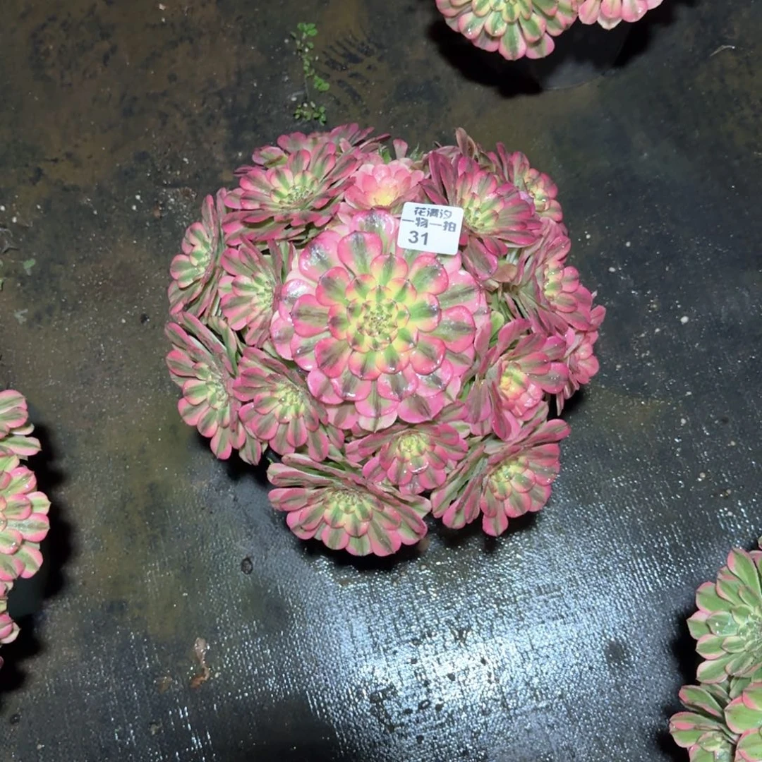 分院多肉植物法师31
