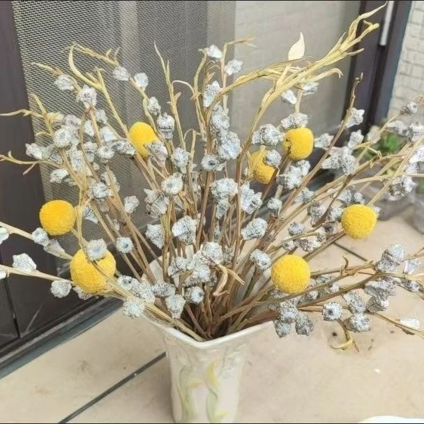 云南新鲜采摘尤加利果黄金球可做干花花期长达3 - 5年
