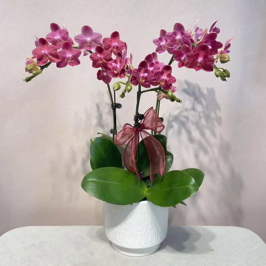 《智多星》精品蝴蝶兰 稀有带香味 好养耐开  室内花卉