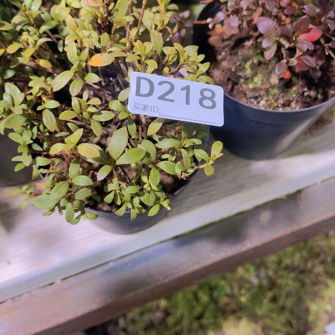 红陶直播时间一直一直