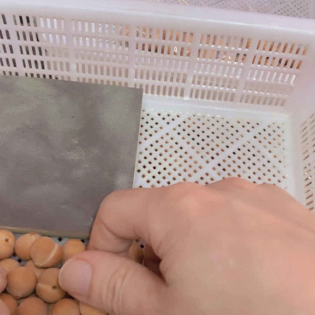 【闪购商品】手串猴头核桃17加原色屁桃