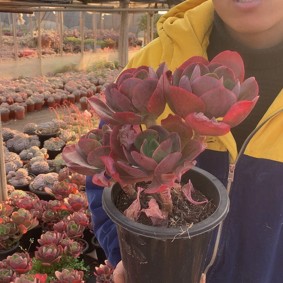 胖哥多肉推荐4头起大唐玫瑰19.8