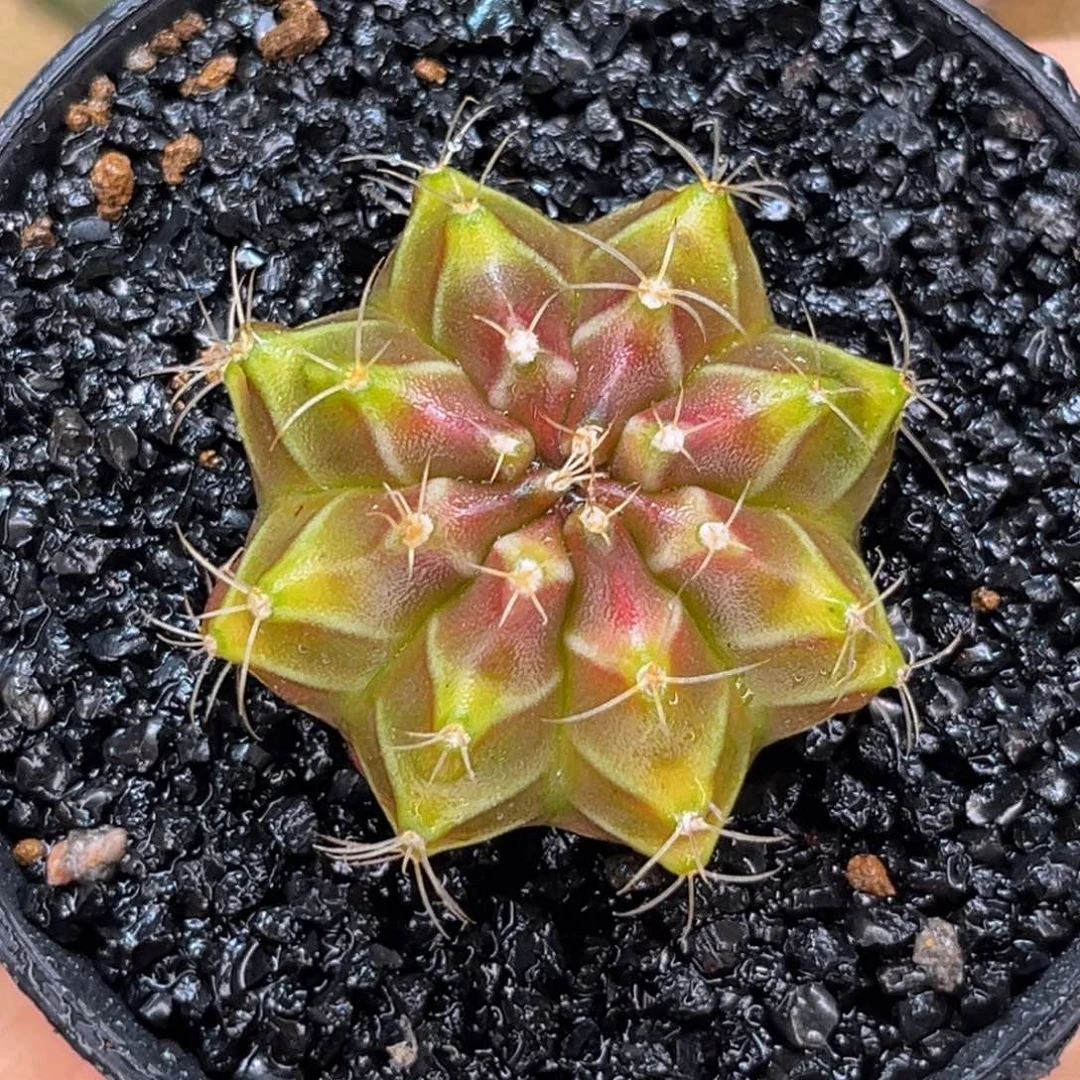 薄荷巧克力 米哈仙人球