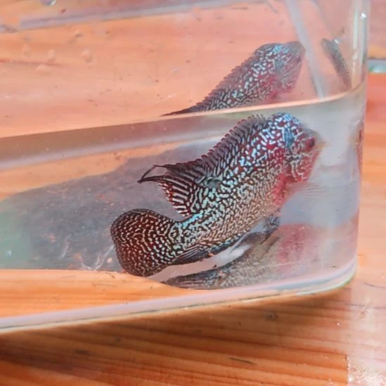 海水鱼4楼鱼！！！！！！！