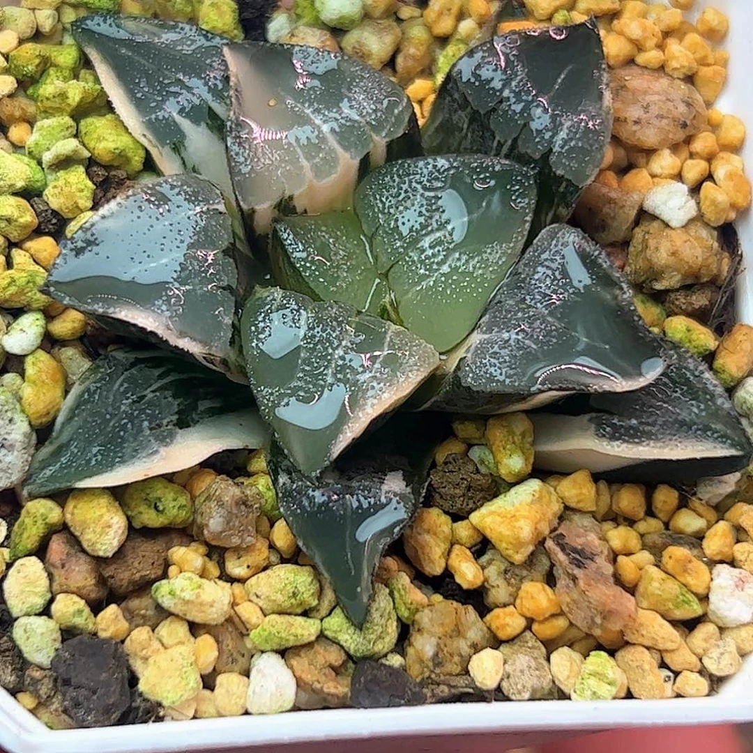 中岛克锦十二卷多肉植物