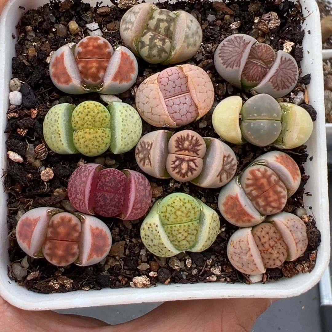 2.2好看的多肉a042