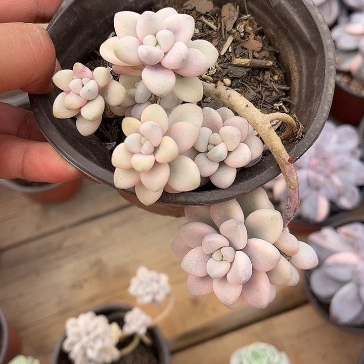 艾伦锦群，一物一拍