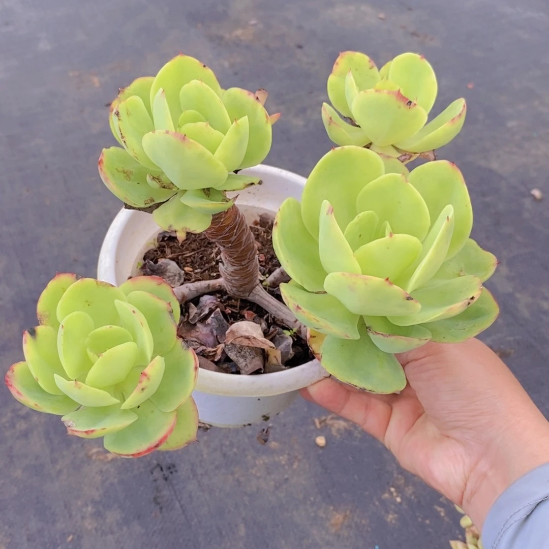 697碧桃老桩一物一拍