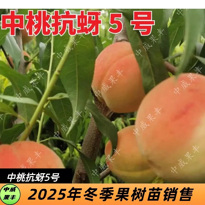 中桃抗蚜5号白肉桃 6月底7月初成熟 果大圆整硬熟期口感脆甜