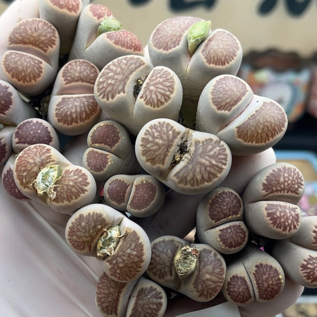 2104号一首红窗菊母本发货