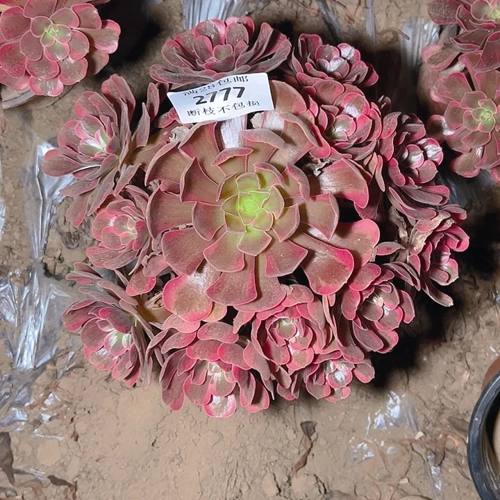 2777爱神多肉植物保护