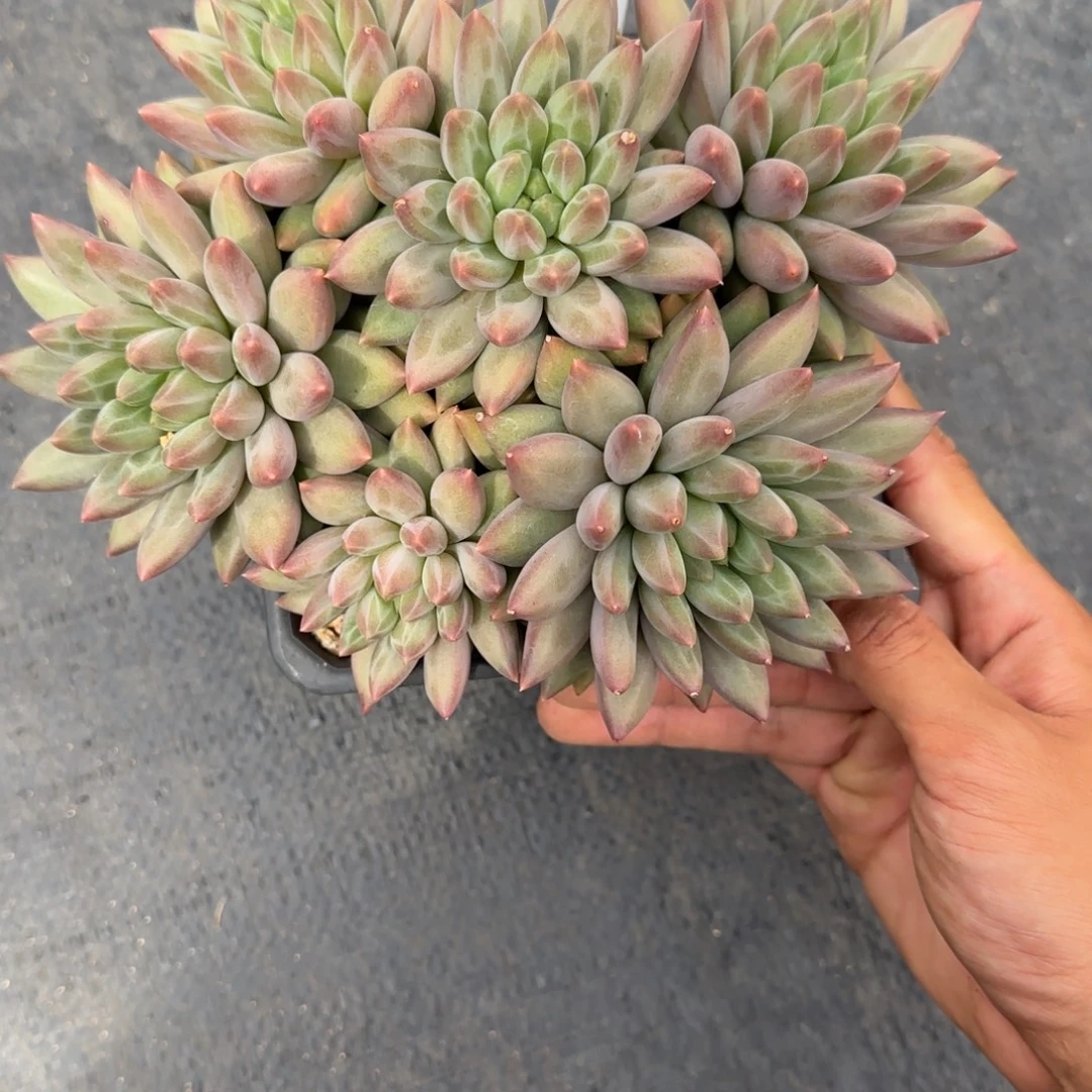 一物一拍水晶球sp14