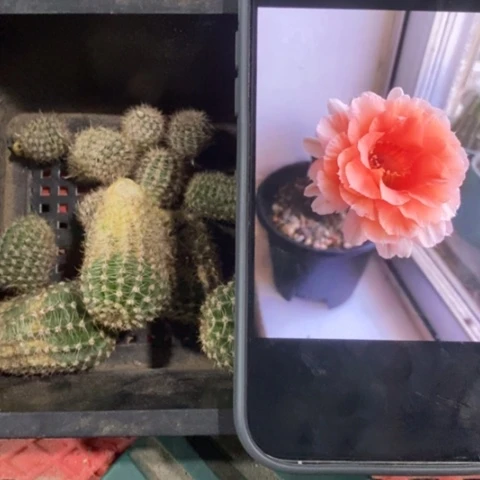 无花朵软糖彩草仙人球侧芽2.5+